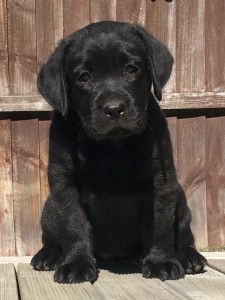 Promise at 7.5 weeks Promise at 7.5 weeks